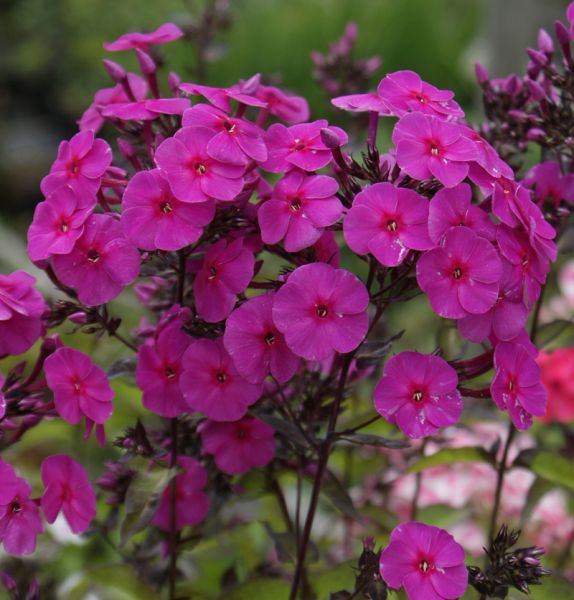 Phlox paniculata Cardinal (Hoher Sommer-Phlox)