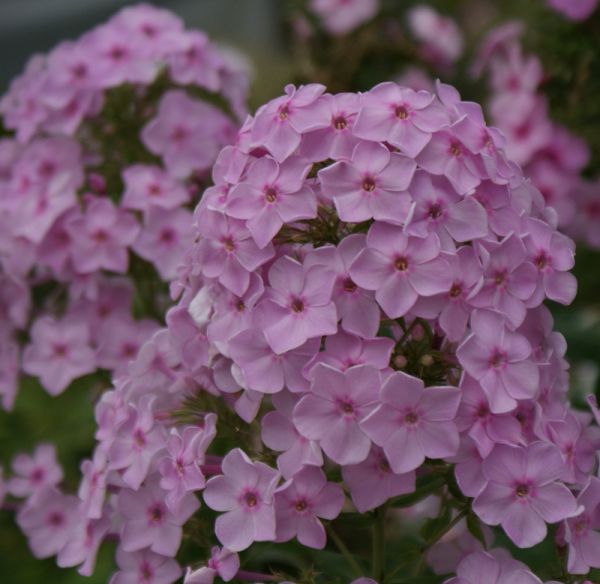 Hoher Sommer-Phlox Errötendes Mädchen (Phlox paniculata)