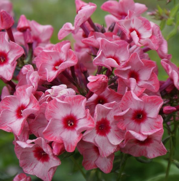 Hoher Sommer-Phlox Fairytail of the Ural (Phlox paniculata)