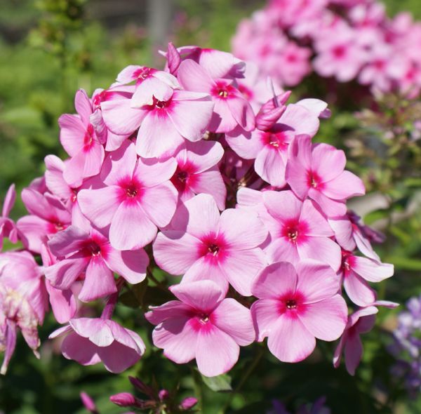 Hoher Sommer-Phlox Flamingo (Phlox paniculata)