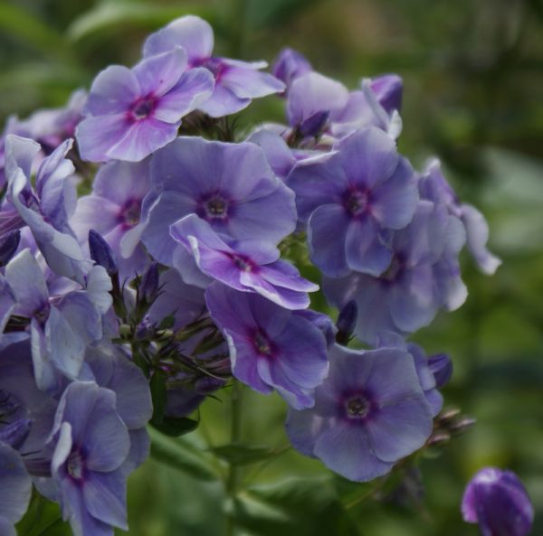 Phlox paniculata Gräfin von Schwerin (Hoher Sommer-Phlox)