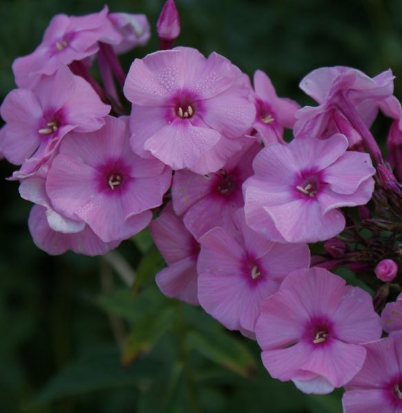 Hoher Sommer-Phlox Herbstwalzer (Phlox paniculata)