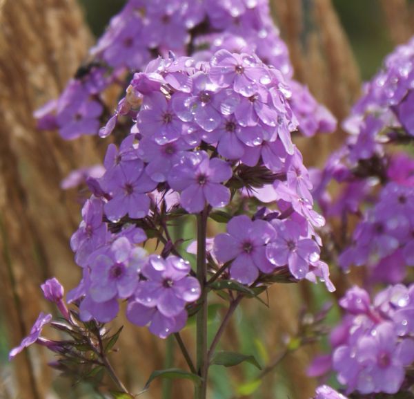 Hoher Sommerphlox Hesperis (Phlox paniculata)