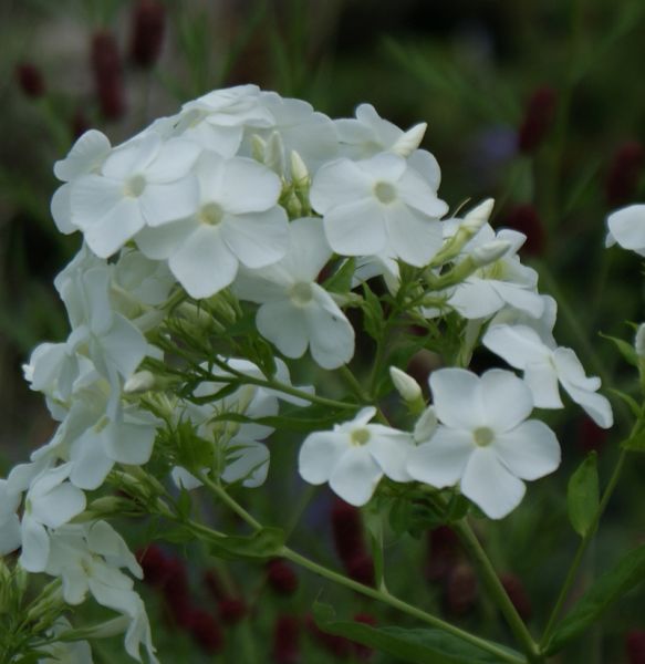 Hoher Sommer-Phlox Hochgesang (Phlox paniculata)