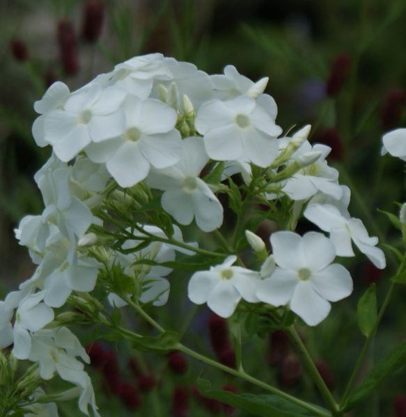 Phlox paniculata Hochgesang (Hoher Sommer-Phlox)