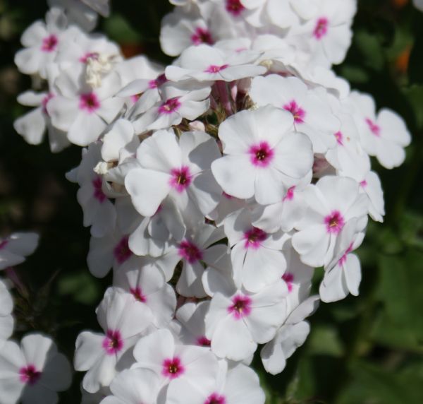 Hoher Sommer-Phlox Kirmeslandler (Phlox paniculata)