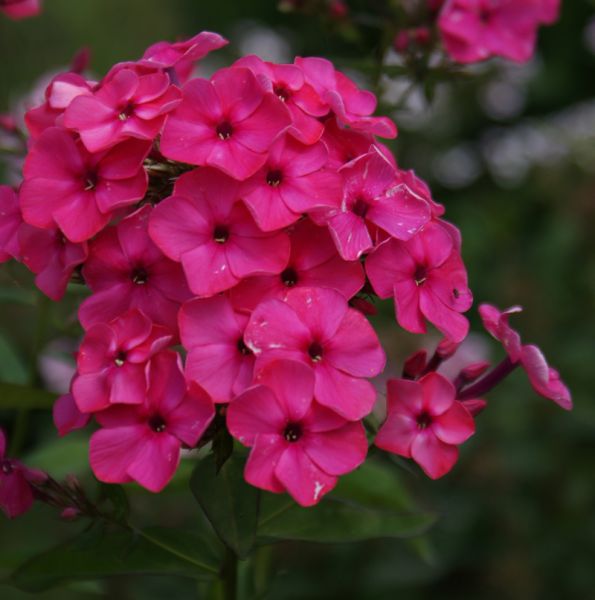Hoher Sommer-Phlox Kirschkönig (Phlox paniculata)