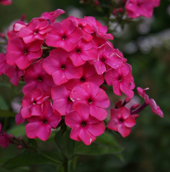 Phlox paniculata Kirschkönig (Hoher Sommer-Phlox)