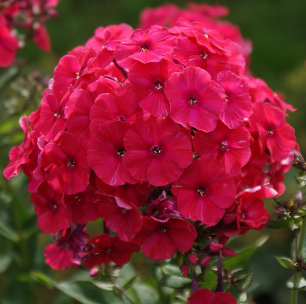 Hoher Sommer-Phlox Mary /Miss Mary (Phlox paniculata)