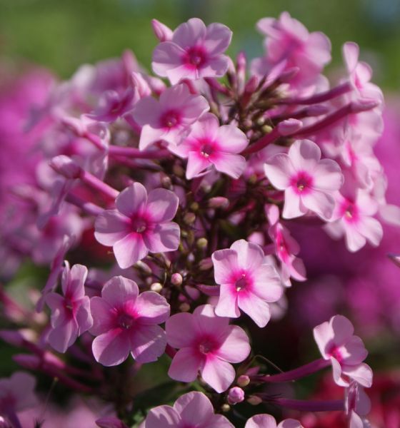 Hoher Sommer-Phlox Miss Pepper (Phlox paniculata)