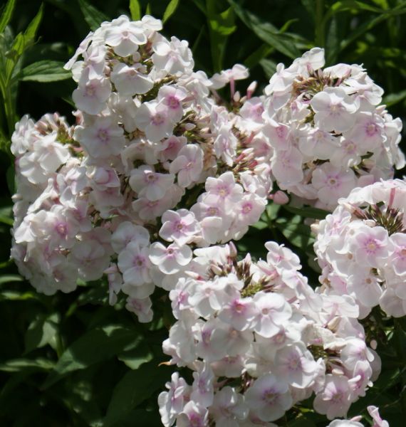 Hoher Sommer-Phlox Monica Lynden Bell (Phlox paniculata)