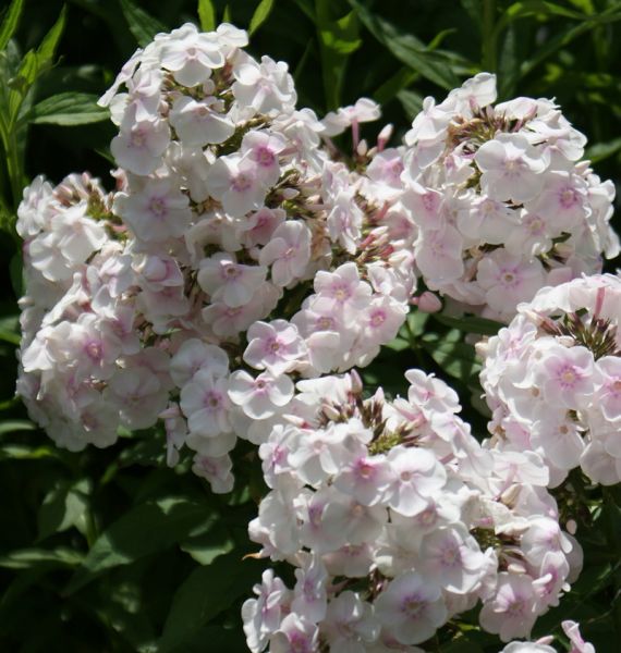 Phlox paniculata Monica Lynden Bell (Hoher Sommer-Phlox)