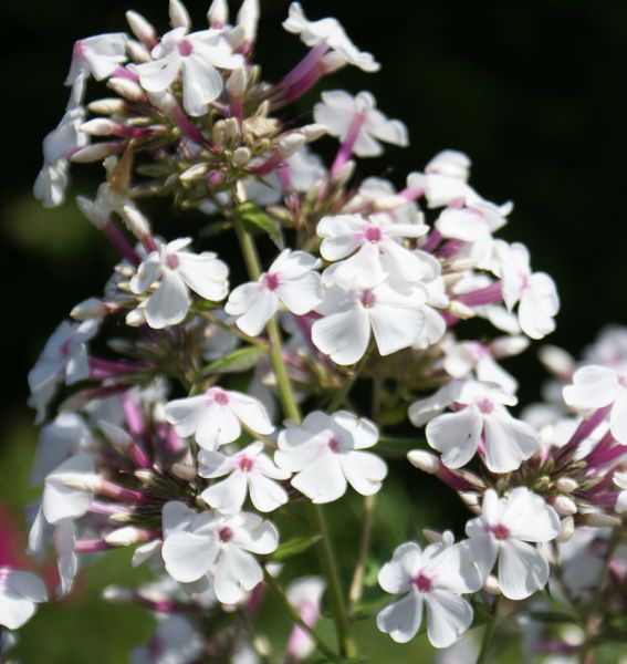 Hoher Sommer-Phlox Nirvana (Phlox paniculata)