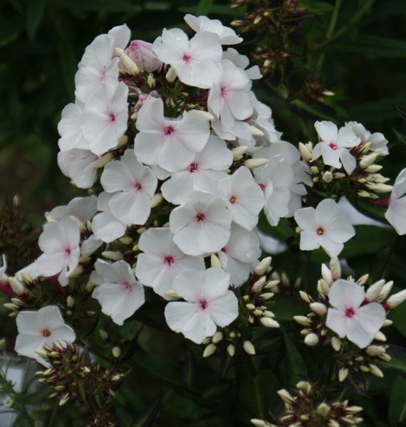 Phlox paniculata Popeye (Hoher Sommer-Phlox)