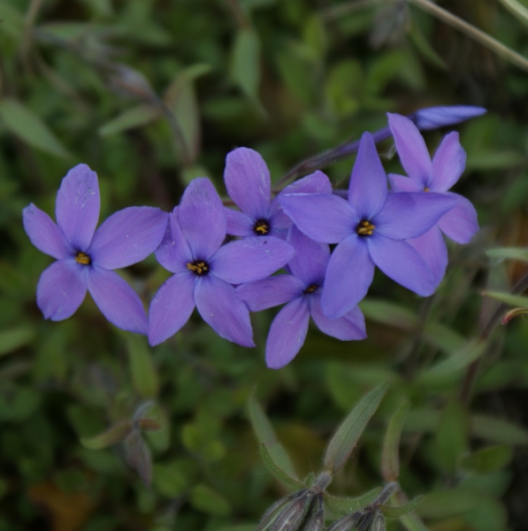 Wander-Phlox Purpurea (Phlox stolonifera)