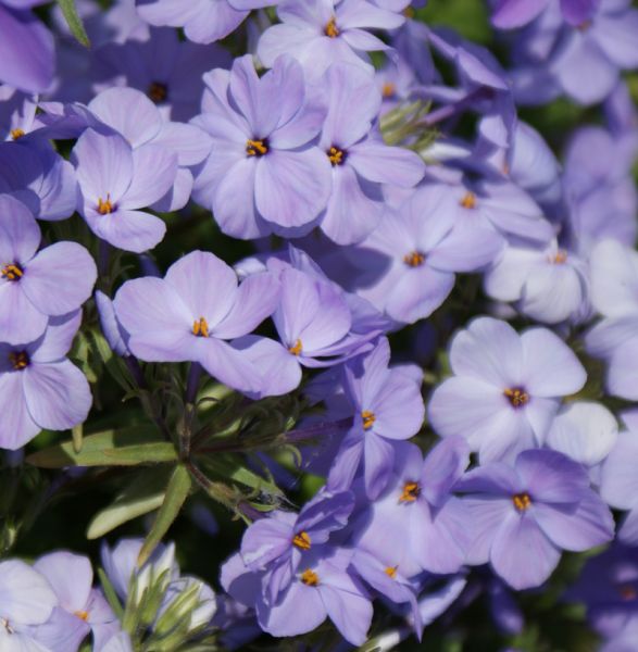 Wander-Phlox  Blue Ridge (Phlox stolonifera Blue Ridge)