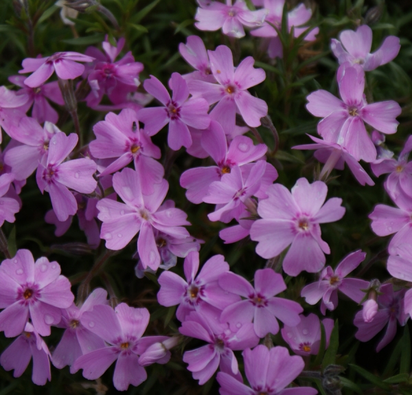 Polster-Phlox Ronsdorfer Schöne (Phlox subulata Ronsdorfer Schöne)