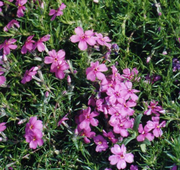 Polster-Phlox Zwergenteppich (Phlox subulata Zwergenteppich)