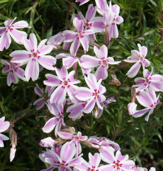 Polster-Phlox Candy Stripes (Phlox subulata Candy Stripes)