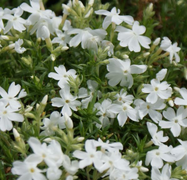 Polster-Phlox White Delight (Phlox subulata White Delight)