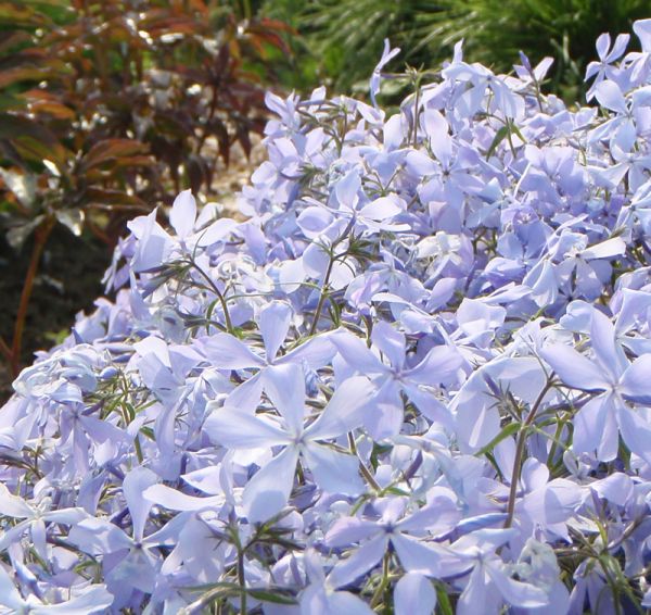 Wald-Phlox Clouds of Perfume (Phlox divaricata Clouds of Perfume)