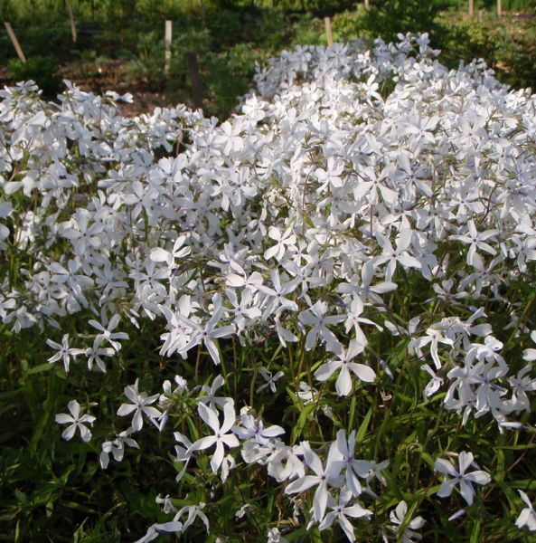 Wald-Phlox White Perfume (Phlox divaricata White Perfume)