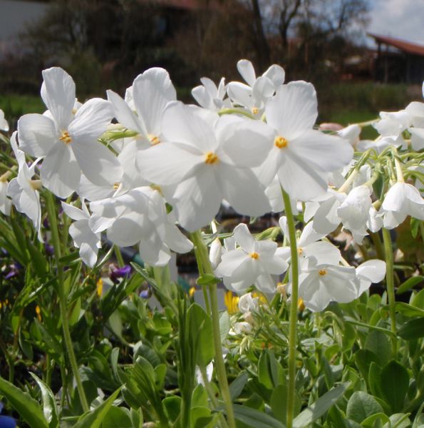 Wander-Phlox (Phlox stolonifera Ariane)