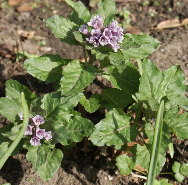 Büschel-Bilsenkraut (Physochlaina orientalis)