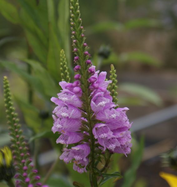 Gelenkblume Bouquet Rose (Physostegia virginiana Bouquet Rose)