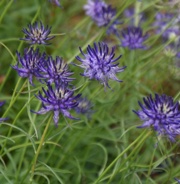 Scheuchzers Teufelskralle (Phyteuma scheuchzeri)