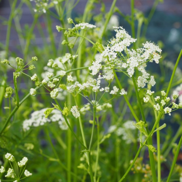 Große Bibernelle (Pimpinella major)