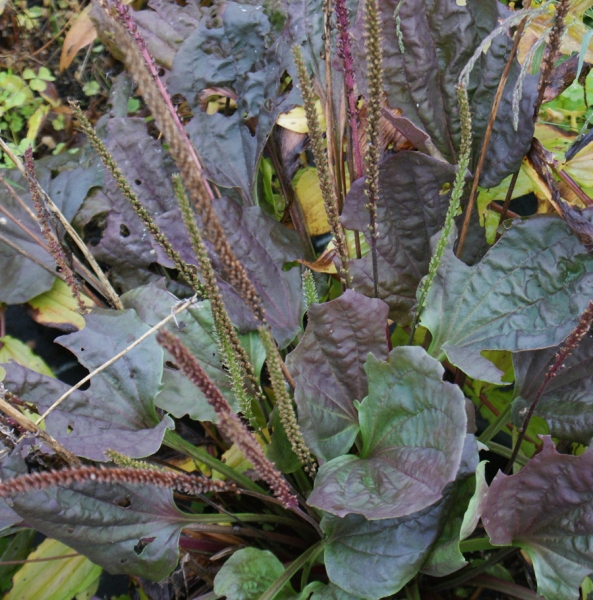 Roter Breitwegerich Rubifolia (Plantago major Rubifolia)