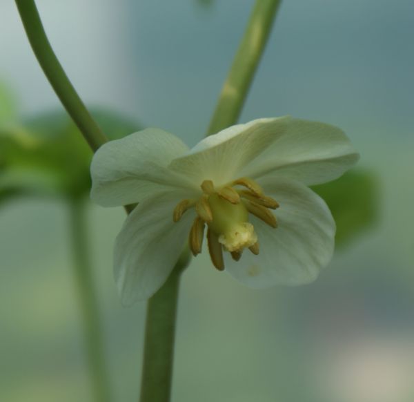 Maiapfel (Podophyllum peltatum)