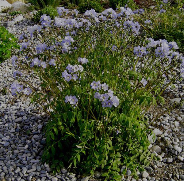 Jakobsleiter (Polemonium reptans)