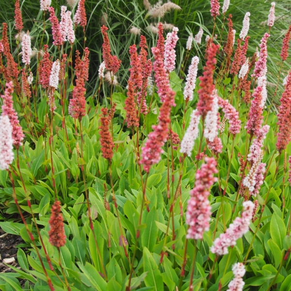 Teppich-Knöterich Dimity (Persicaria affine; syn. Bistorta affine Dimity)