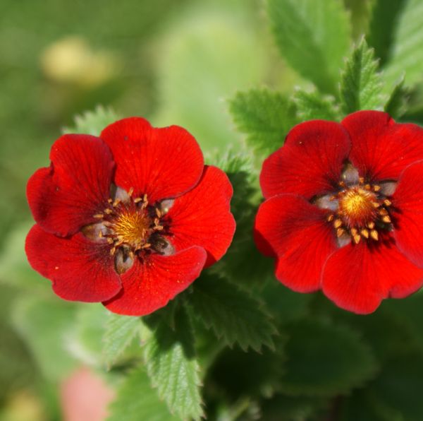 Fingerkraut Scarlet Starlit (Potentilla atrosanguinea Scarlet Starlit)