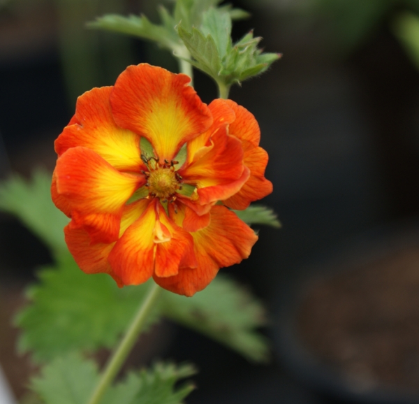 Fingerkraut William Rollinson (Potentilla Hybr. William Rollinson)