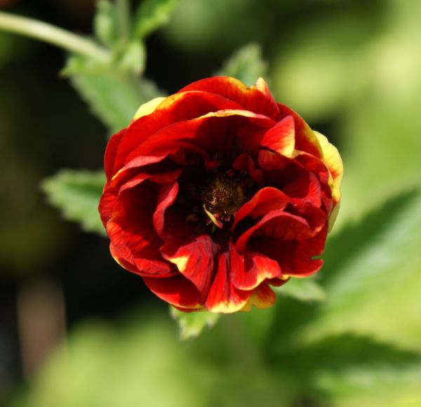 Fingerkraut Arc en Ciel (Potentilla tridentata Arc en Ciel)