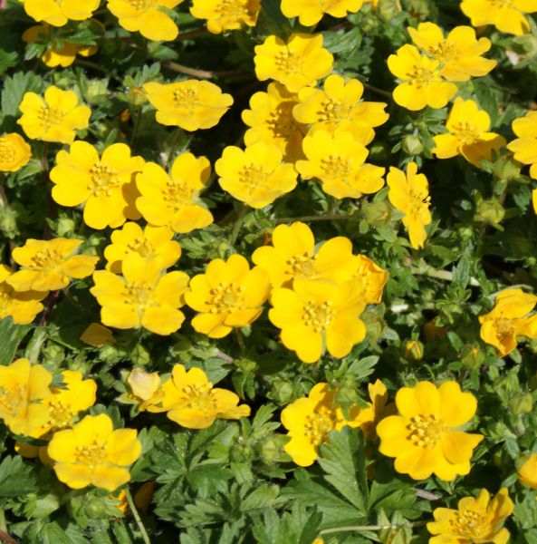 Zottiges Fingerkraut Goldrausch (Potentilla crantzii Goldrausch)