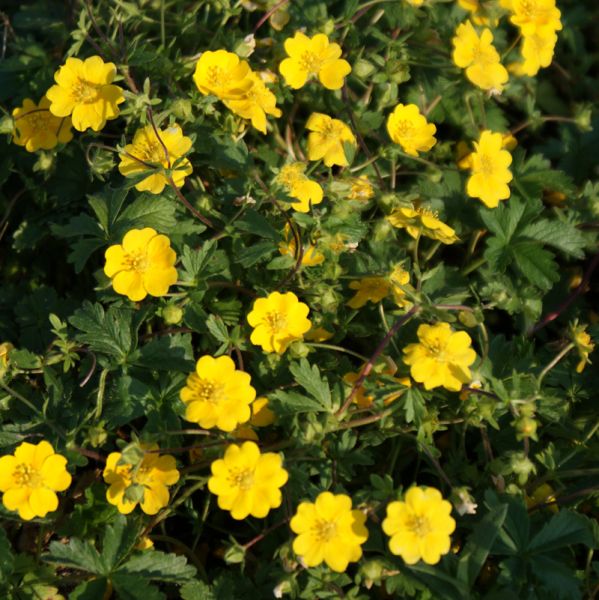 Zottiges Fingerkraut (Potentilla crantzii)