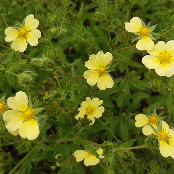 Hohes Fingerkraut (Potentilla recta)