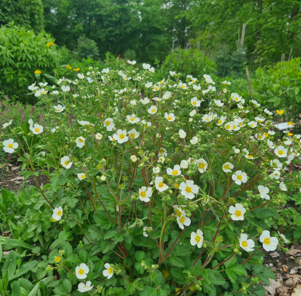 Felsen - Fingerkraut (Potentilla rupestris, Syn. Drymocallis rupestris)