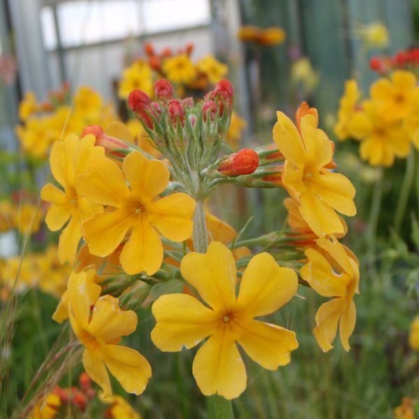 Etagen-Primel (Primula bulleyana)