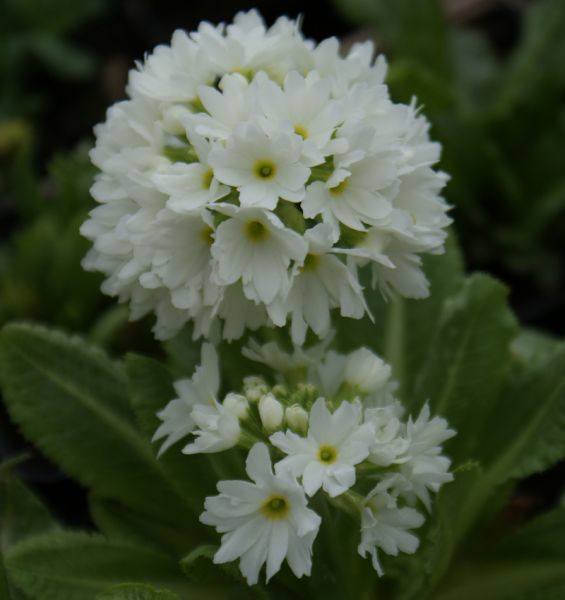 Weiße Kugel-Primel Alba (Primula denticulata Alba)