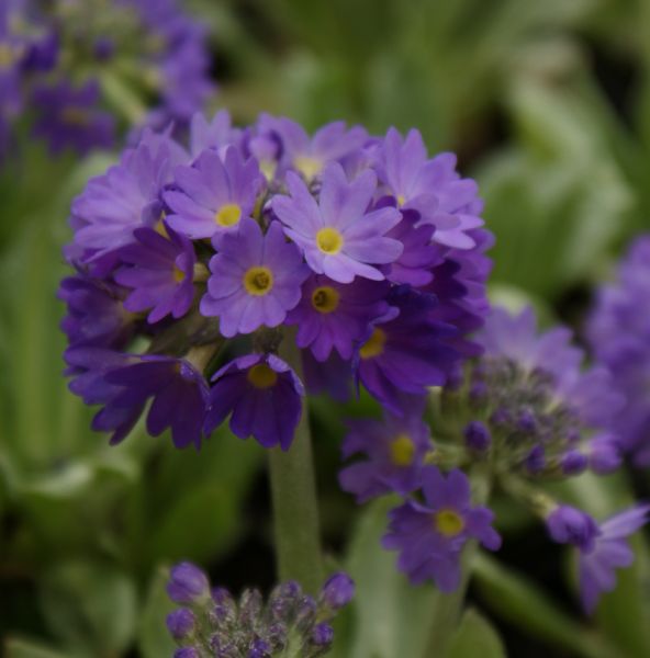 Kugel-Primel Blaue Auslese (Primula denticulata Blaue Auslese)