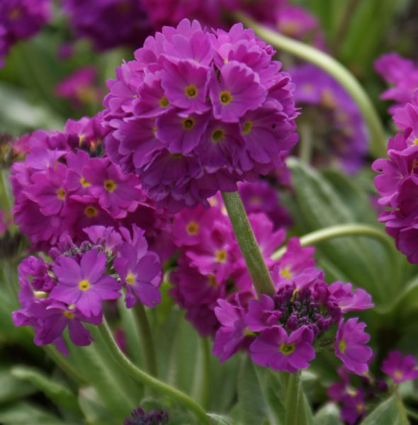 Kugel-Primel Rubin (Primula denticulata Rubin)