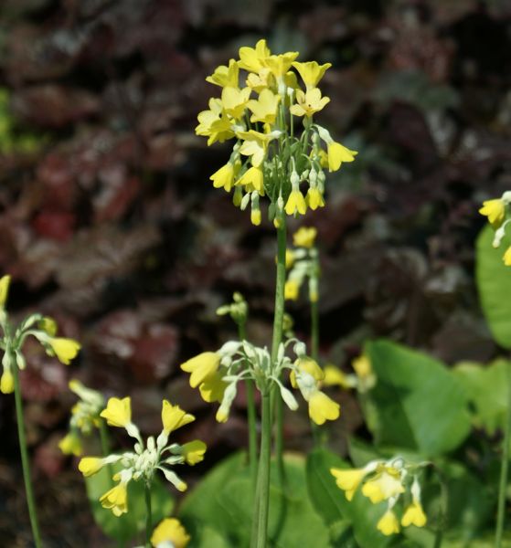 Sommer-Primel, Tibet-Primel (Primula florindae)