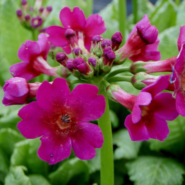 Japan-Primel, Etagen-Primel (Primula japonica Millers Crimson)