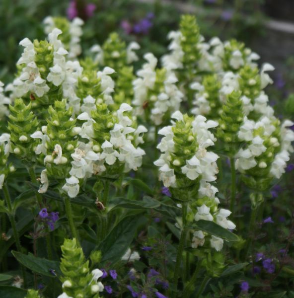 Weiße Braunelle (Prunella grandiflora Alba)