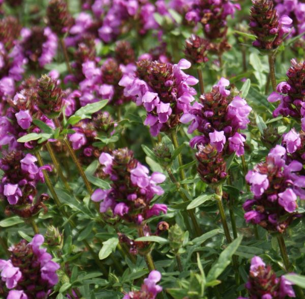 Braunelle Gruß aus Isernhagen (Prunella grandiflora Gruß aus Isernhagen)